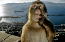 a close up of a monkey looking at the camera