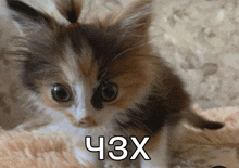 a kitten with a ponytail is laying on a blanket with the letters ch3x written on it