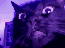 Nyota Skeptical GIF - Nyota Skeptical Cat GIFs