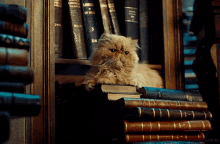Library GIF - Library Cat GIFs