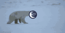 Polar Bear Eclipse GIF - Polar Bear Bear Eclipse GIFs