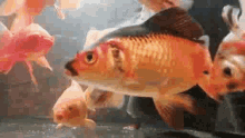 Gold Fish GIF - Gold Fish Goldfish GIFs