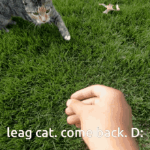 Leag Cat GIF - Leag Cat Come GIFs