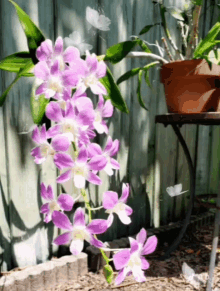 Good Morning Orchids GIF - Good Morning Orchids Butterflies GIFs