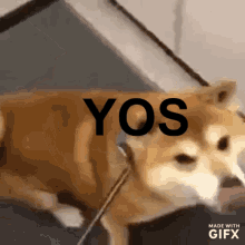 Dog Shiba Inu GIF - Dog Shiba Inu Yos GIFs