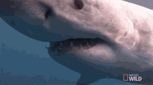 Pointy Teeth GIF - Shark Shark Fest Nat Geo Wild GIFs