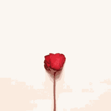 Rose Petels Hearts GIF - Rose Petels Hearts Love GIFs