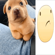 a picture of a puppy next to a picture of a smiley face