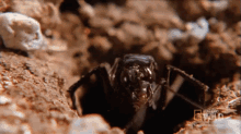 Spider Lunch GIF - Nat Geo Ant Cleaning GIFs
