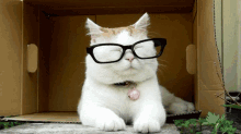 Cat Glasses GIF - Cat Glasses With GIFs