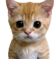 Le gato - Meme by Nyll :) Memedroid
