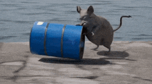 a mouse is running behind a blue barrel that says ' a ' on it