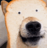 Dog Bread GIF