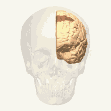 Brodmann Brain GIF - Brodmann Brain GIFs