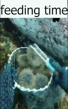Biggy Snack Fishing GIF - Biggy Snack Fishing Sea Urchin GIFs