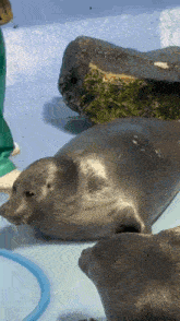 two seals are laying on the floor next to a rock