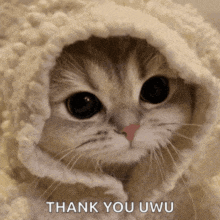 a cat wrapped in a white blanket with the words thank you uwu written below it
