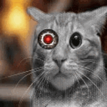 a cat with a robotic eye is looking at the camera .