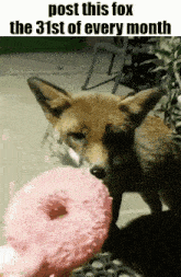 a picture of a fox eating a pink doughnut with the caption post this fox the 31st of every month