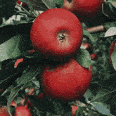 Apples Apple Picking GIF - Apples Apple Picking Red Apples GIFs