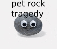 Pet Rock Tragedy GIF
