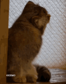 Manul Pallas Cat GIF - Manul Pallas Cat GIFs