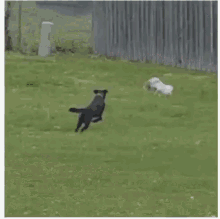 Chase Cat GIF