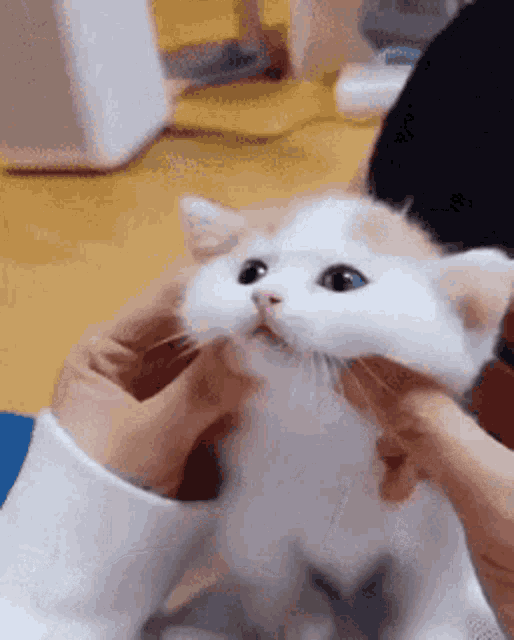 So Cute Kitten GIF - So Cute Kitten Cat - Discover & Share GIFs