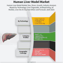 Human Liver Model Market GIF
