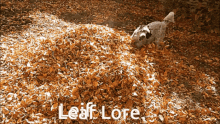 Leif Leaf GIF - Leif Leaf Lore GIFs