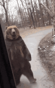 Bear Walk GIF