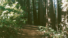 a path in the woods is surrounded by trees