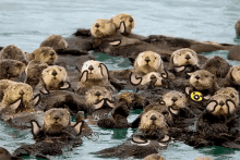 This GIF - Otters Clapping Welldone GIFs