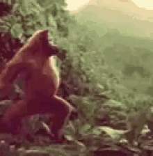 orangutan dancing