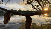 a tree branch with pine cones hanging from it
