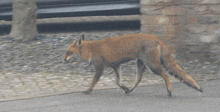 Fox Urban Fox GIF - Fox Urban Fox GIFs