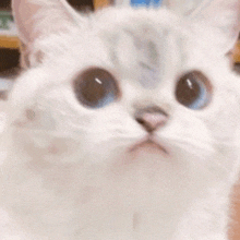 Gemini Sad Pout Geminicute GIF - Gemini Sad Pout Geminicute Cats GIFs