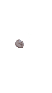 transparent hamster running
