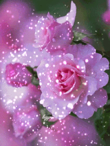 Utnguyen Rose GIF - Utnguyen Rose Roses GIFs