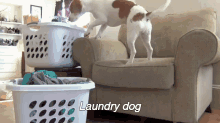 This Dog Loves Dryer Sheets GIF - Dog Doggy Funny GIFs
