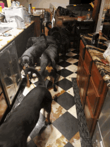 Rottweilers Cold Outside GIF - Rottweilers Cold Outside Titanz Of Castle Rottz GIFs