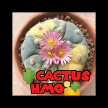 Cactus Hmo Awuelarre Injerto GIF