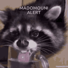 Pastaflorou Raccoon Drinking GIF - Pastaflorou Raccoon Drinking Madomouni GIFs