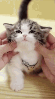 Mishachu Cat Squish GIF - Mishachu Misha Cat Squish GIFs