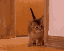 Kitten Yes Or No GIF