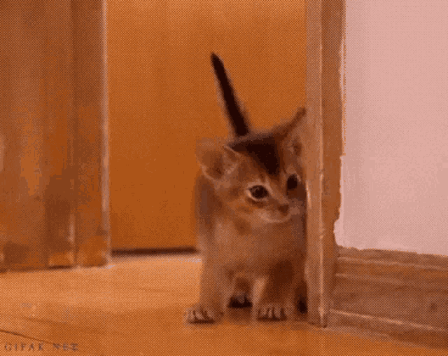 Shy Innocent Cat Cute Animal GIF