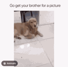 Brother Picture Obligado Dog And Cat GIF - Brother Picture Obligado Dog And Cat Go Get Your Brother GIFs