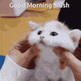 Cute Slush GIF - Cute Slush Morning GIFs