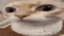 Luccabug Side Eye Cat GIF - Luccabug Side Eye Cat Luccabug Cats GIFs