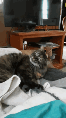 funny cat cat head shaking cute pet
